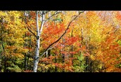 Birch